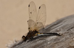 Leucorrhinia intacta