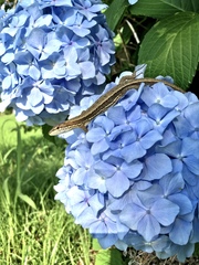 Takydromus tachydromoides