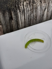 Scoliopteryx libatrix