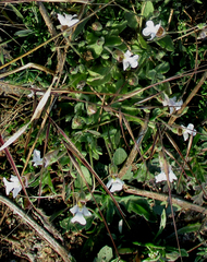 Diclis