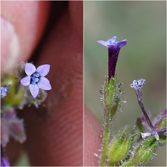 Allophyllum divaricatum