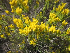 Pteronia uncinata