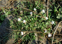 Diclis