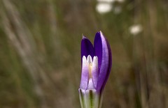 Brodiaea rosea rosea