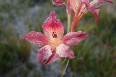 Gladiolus maculatus