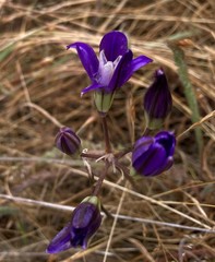 Brodiaea rosea rosea