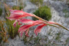 Gladiolus maculatus