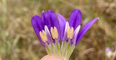 Brodiaea rosea rosea