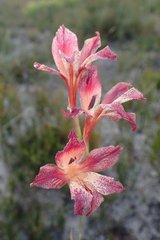 Gladiolus maculatus