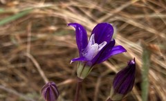 Brodiaea rosea rosea