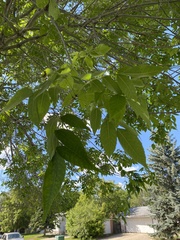 Fraxinus pennsylvanica