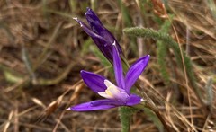 Brodiaea rosea rosea