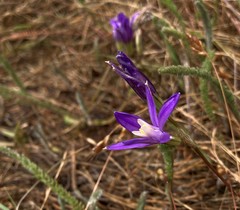 Brodiaea rosea rosea