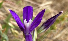 Brodiaea rosea rosea