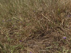 Brodiaea rosea rosea