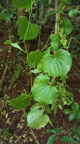 Dioscorea sambiranensis