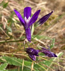 Brodiaea rosea rosea