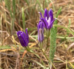 Brodiaea rosea rosea