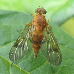 Chrysopilus laetus