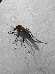 Aedes atlanticus