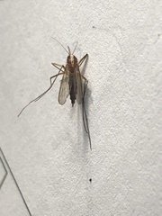 Aedes atlanticus