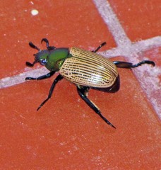 Pelidnota sanctijacobi