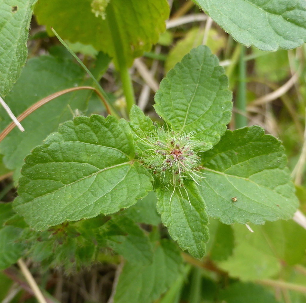 Acalypha ecklonii Baill.