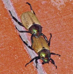 Pelidnota sanctijacobi