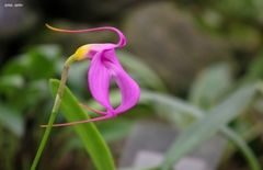 Masdevallia