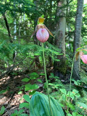 Cypripedium acaule image