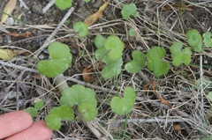 Hydrocotyle robusta