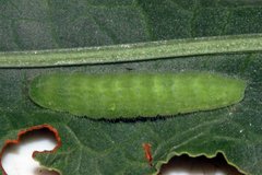 Tharsalea dorcas sangremar