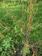 Larix kaempferi