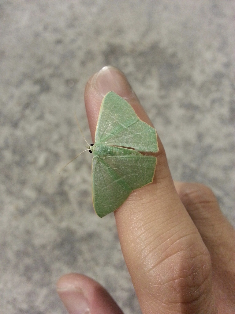 Pelagodes proquadraria