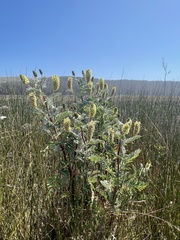 Astragalus pycnostachyus