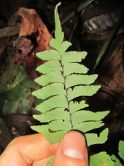 Adiantum tomentosum
