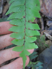 Adiantum tomentosum