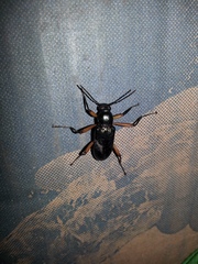 Strongylium erythrocephalum