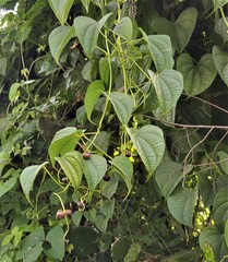 Dioscorea sansibarensis image