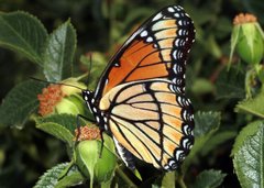 Limenitis archippus lahontani