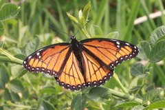 Limenitis archippus lahontani