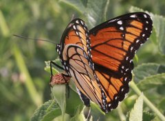 Limenitis archippus lahontani