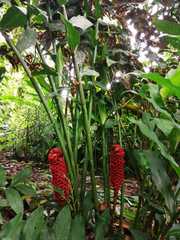 Zingiber spectabile
