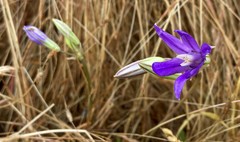 Brodiaea rosea rosea