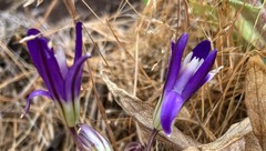 Brodiaea rosea rosea