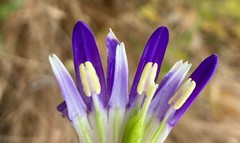 Brodiaea rosea rosea