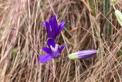 Brodiaea rosea rosea