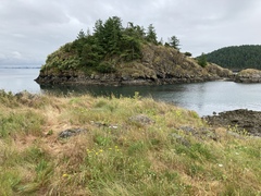 Brodiaea rosea rosea