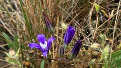 Brodiaea rosea rosea