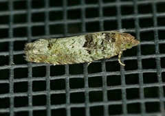 Pseudexentera knudsoni